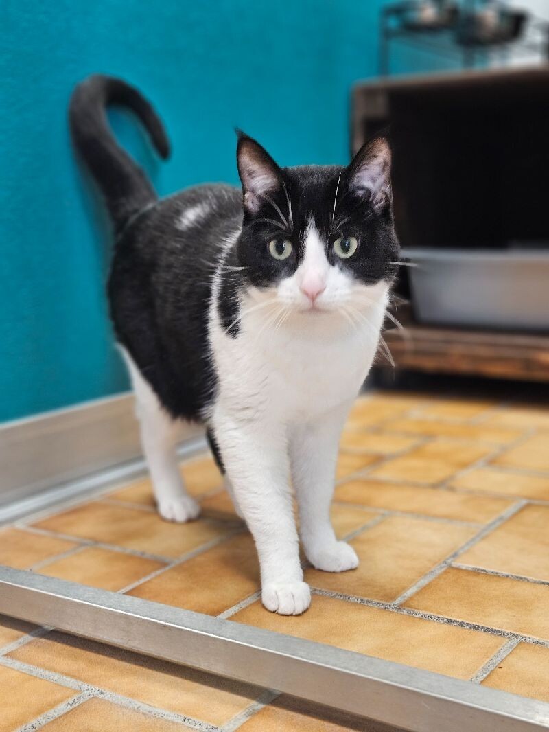 Fiona, an adoptable Domestic Short Hair in Yankton, SD, 57078 | Photo Image 2