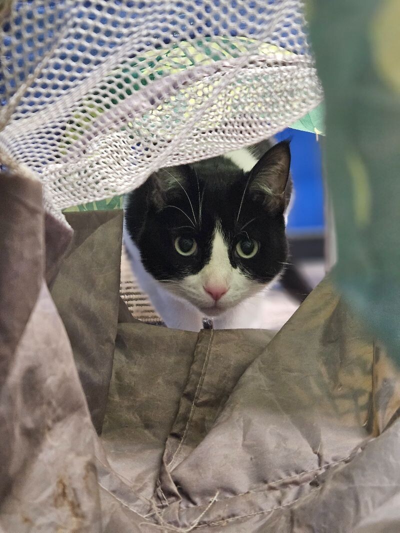 Fiona, an adoptable Domestic Short Hair in Yankton, SD, 57078 | Photo Image 3