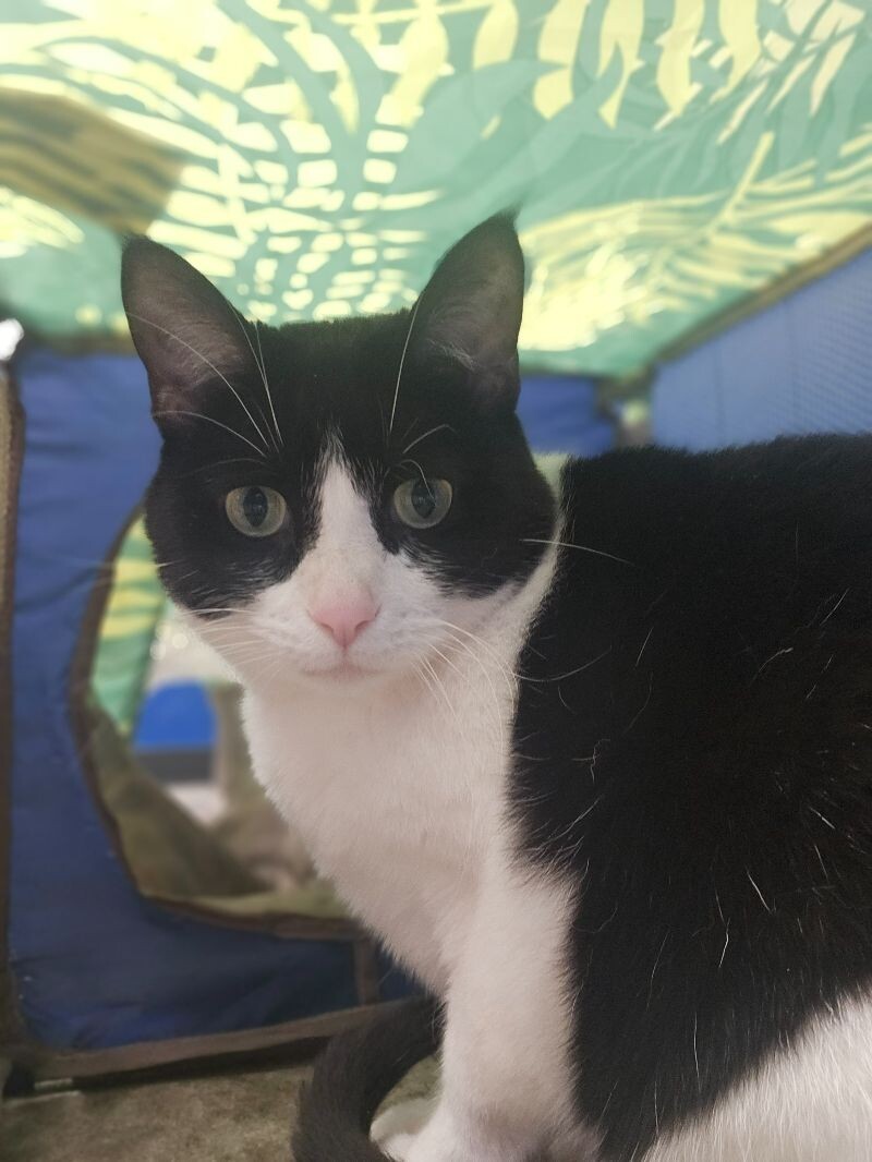 Fiona, an adoptable Domestic Short Hair in Yankton, SD, 57078 | Photo Image 4