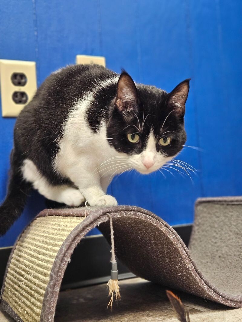 Fiona, an adoptable Domestic Short Hair in Yankton, SD, 57078 | Photo Image 5