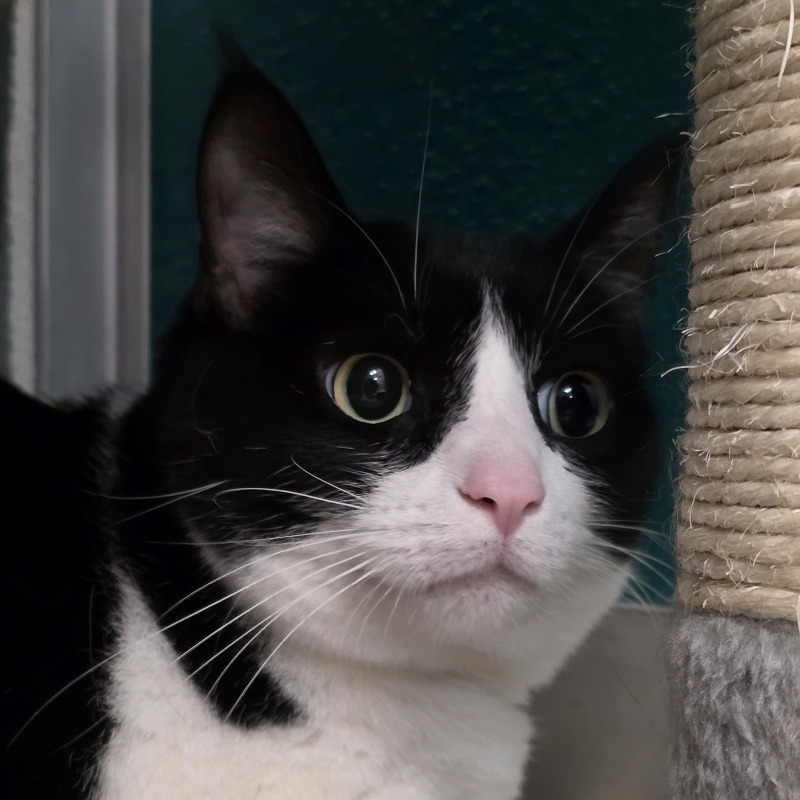 Fiona, an adoptable Domestic Short Hair in Yankton, SD, 57078 | Photo Image 6