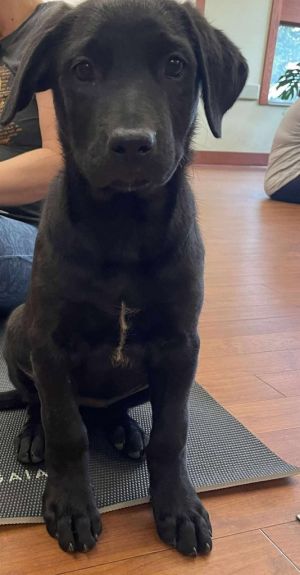 Marie, Baby Female Mixed Breed