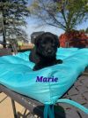 Marie photo 2