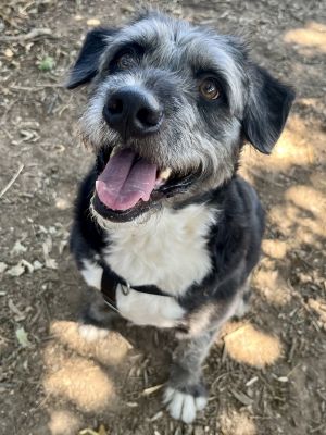 Georgie