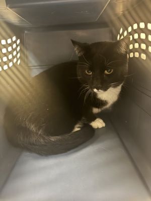 Primary Color Black Secondary Color White Weight 107lbs Animal has been Neutered