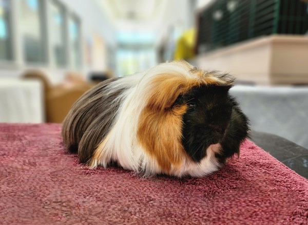 Babu
