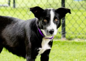 Twitch, Adult Female Border Collie
