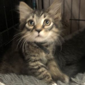 Please visit our website wwwferalfelinefriendsorg to learn more about this feline and to see other