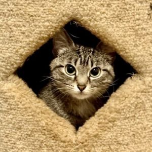 Wide Eyed Wilhelmina comes from a situation where she was kept inside but neglected She is learning