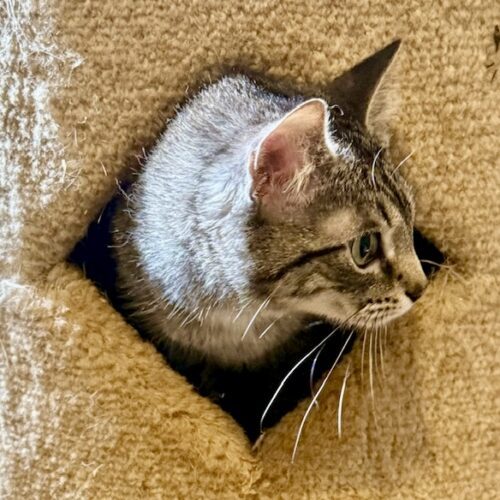 Wide Eyed Wilhelmina