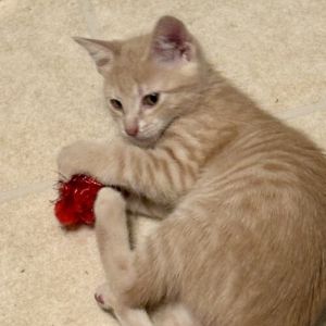 Please visit our website wwwferalfelinefriendsorg to learn more about this feline and to see other