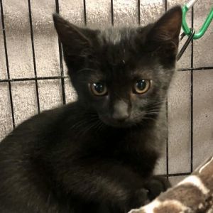 Please visit our website wwwferalfelinefriendsorg to learn more about this feline and to see other