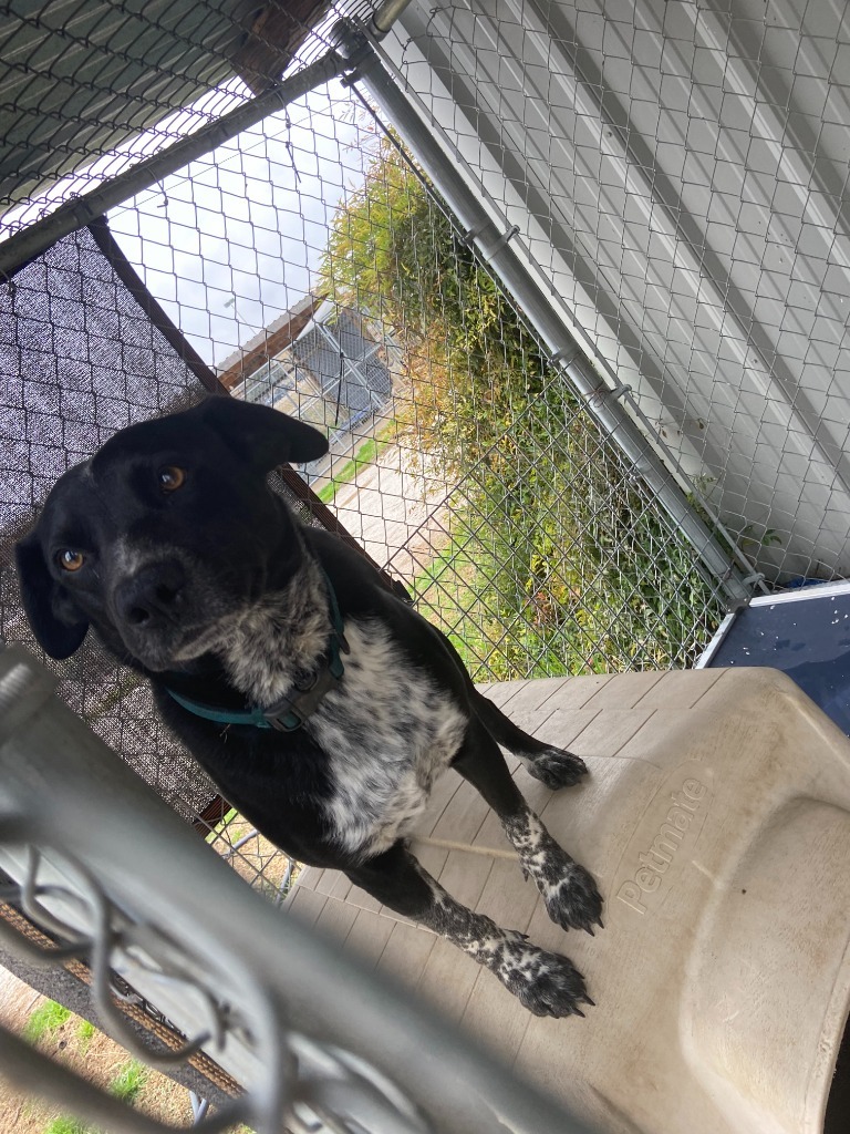 Ruger (Joey)