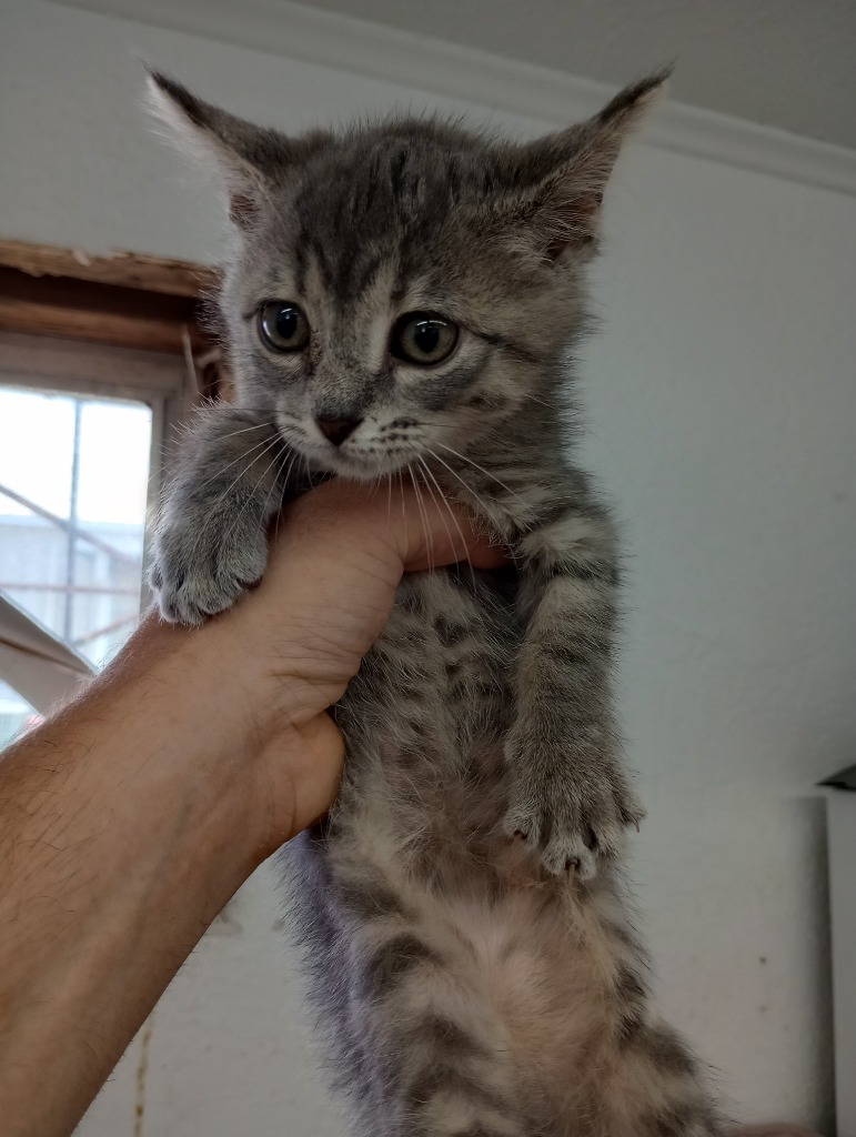 Hickory, an adoptable Domestic Short Hair in Brownwood, TX, 76801 | Photo Image 1