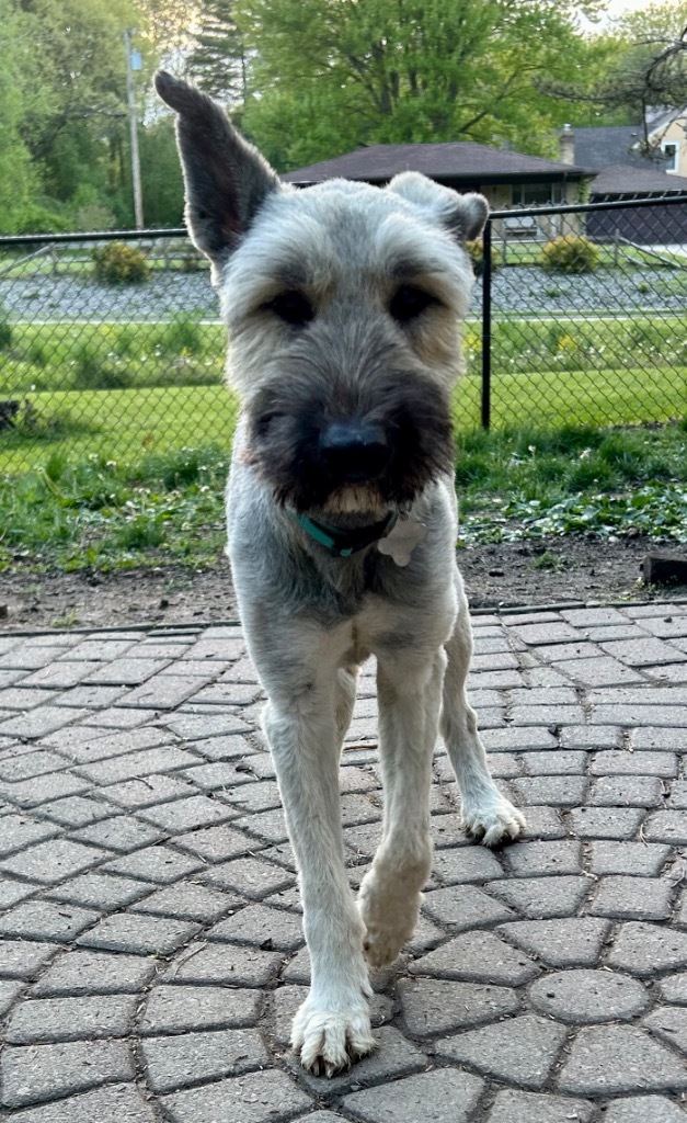 Zaylee, an adoptable Briard in West Bloomfield, MI, 48325 | Photo Image 3