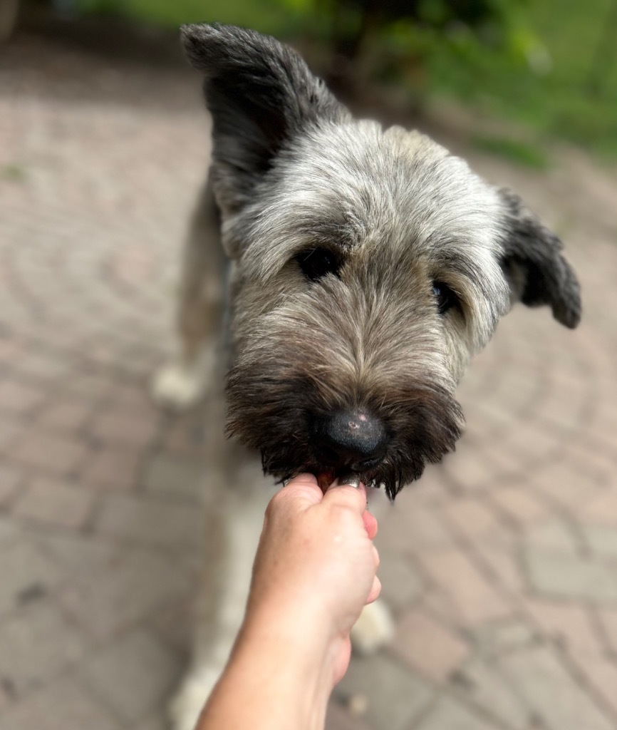 Zaylee, an adoptable Briard in West Bloomfield, MI, 48325 | Photo Image 4