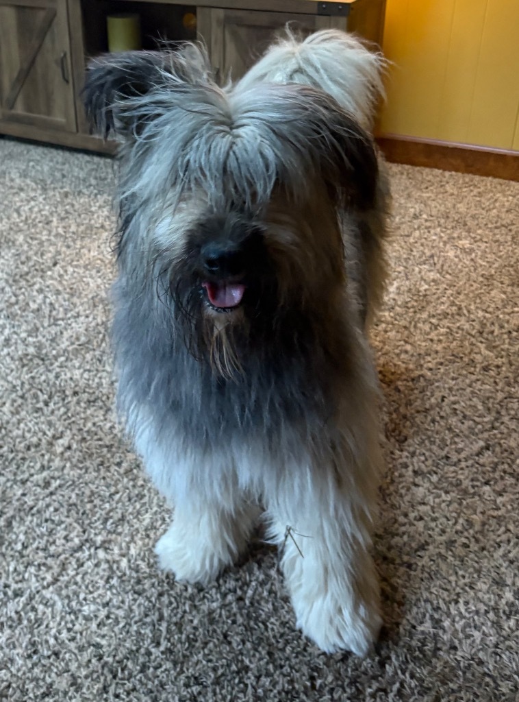 Zaylee, an adoptable Briard in West Bloomfield, MI, 48325 | Photo Image 5