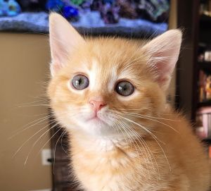 Mango Domestic Short Hair Cat