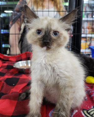 Meet Tak - The Blue-Eyed Beauty Youve Been Waiting For One look into Taks eyes and youll be abso