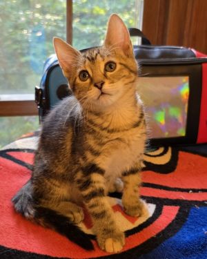 Princess Peach (Beebo) Domestic Short Hair Cat