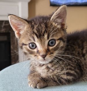 Lenny Domestic Short Hair Cat