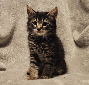 Scruffes Has Arrived Say hello to Scruffes the fluffiest little queen youve ever met This gorgeo