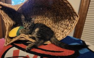 KIRBY (Scruffes) Domestic Medium Hair Cat