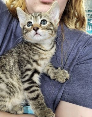 Say Hello to Cubby - A Tabby Treasure Looking for a kitten whos as gorgeous as he is sweet Meet