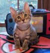 Link (Cubby) photo 1