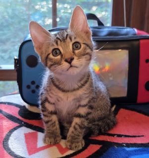 Link (Cubby) Domestic Short Hair Cat