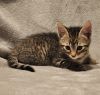 Link (Cubby) photo 3