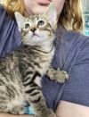 Link (Cubby) photo 4