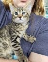 Link (Cubby) photo 6