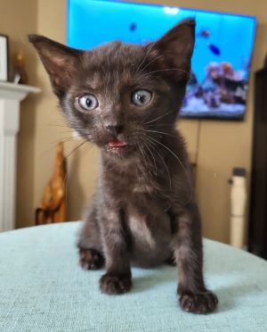 Benson, Baby Male Domestic Short Hair