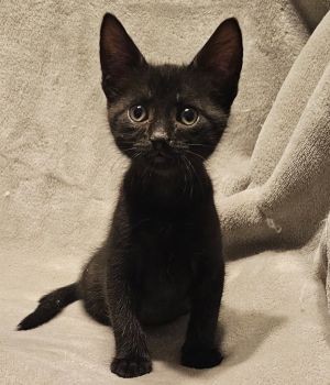 Meet Mako Looking for a lovable little shadow to brighten your days Meet Mako a solid black male 