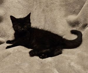 Meet Moko - Your New Best Friend Looking for a sweet snuggly kitty with a playful spirit Moko is 