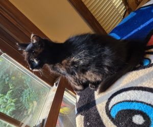 Meet Moko - Your New Best Friend Looking for a sweet snuggly kitty with a playful spirit Moko is 
