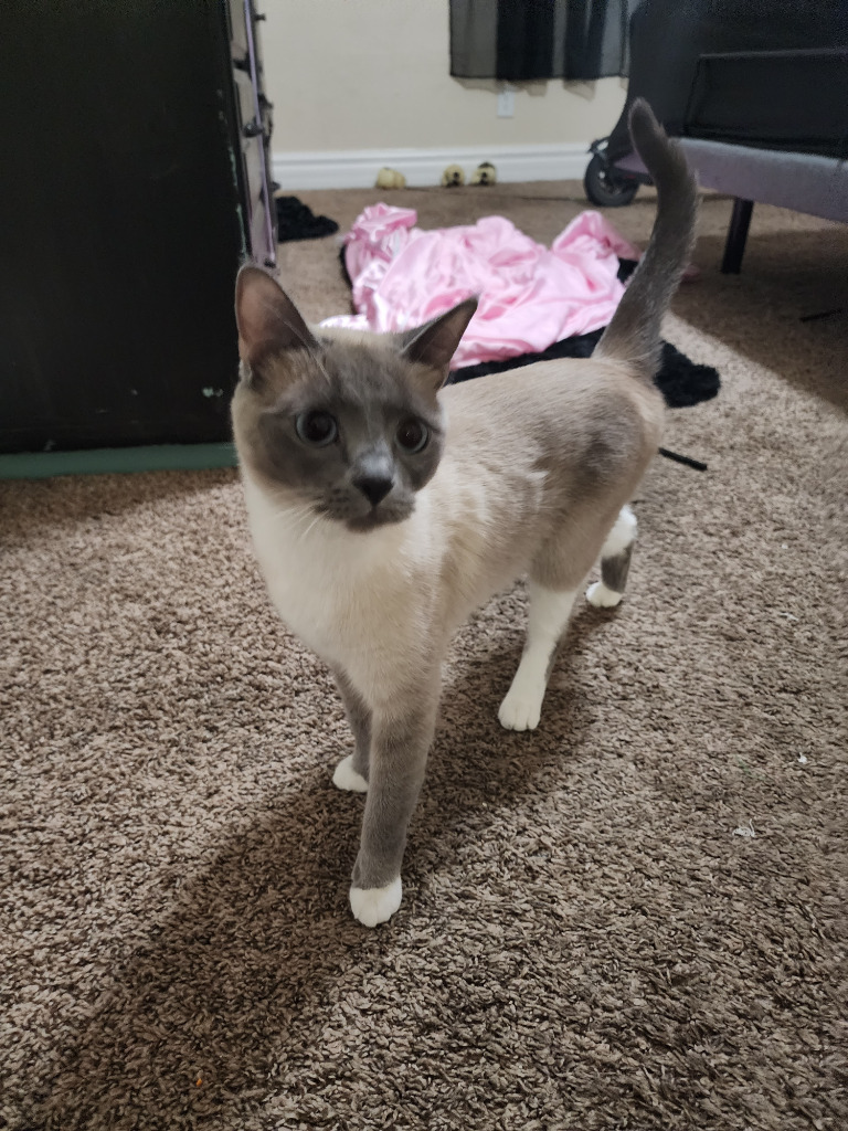 Honeydew (now Bella)