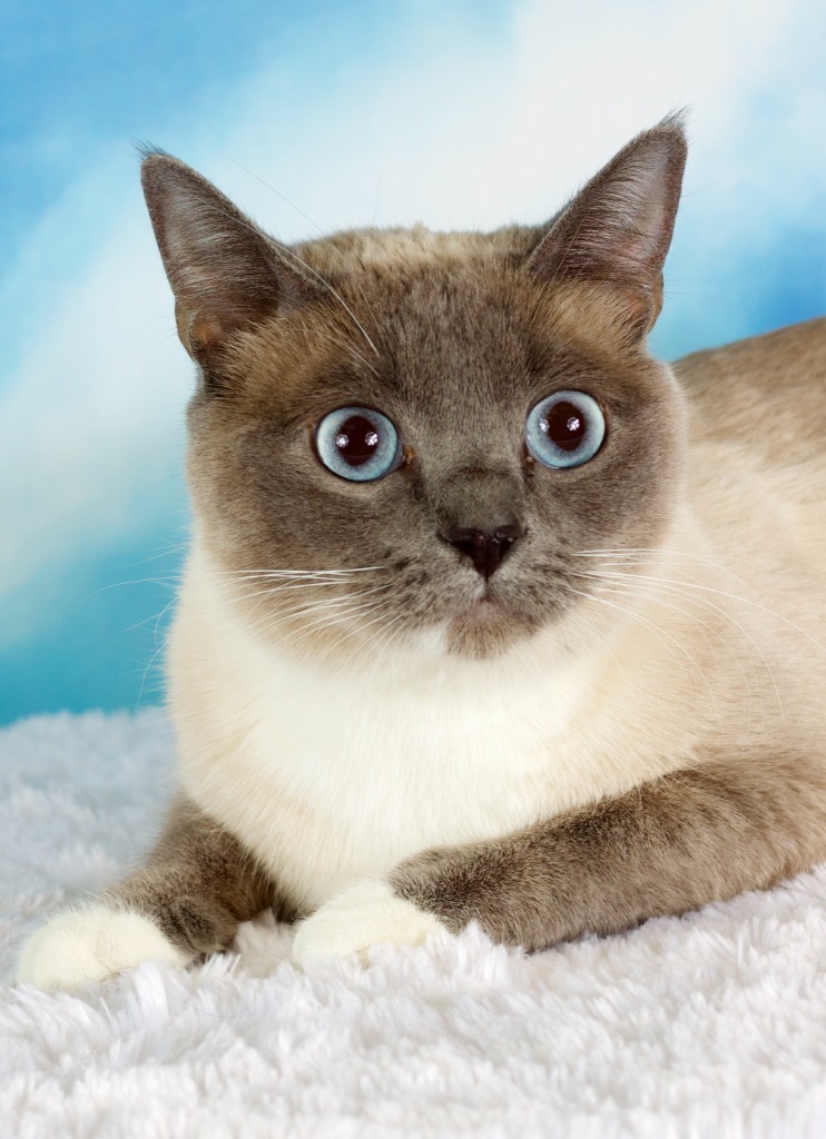 Honeydew (now Bella)