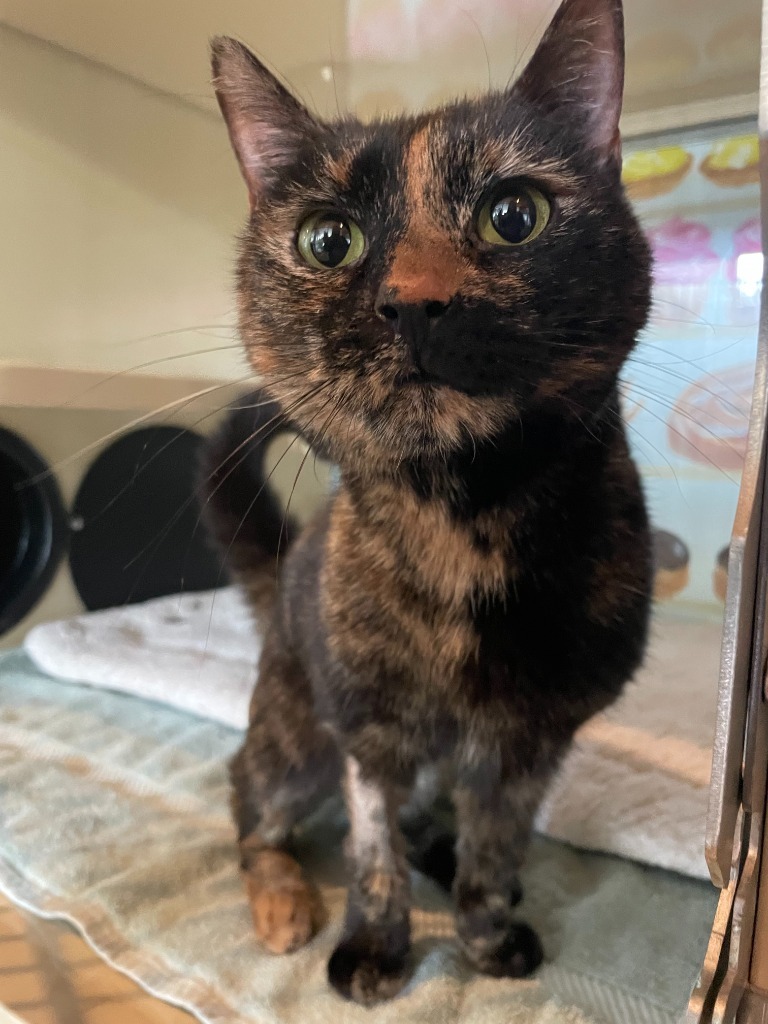 Penny