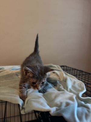 Smokey, Baby Male Domestic Short Hair