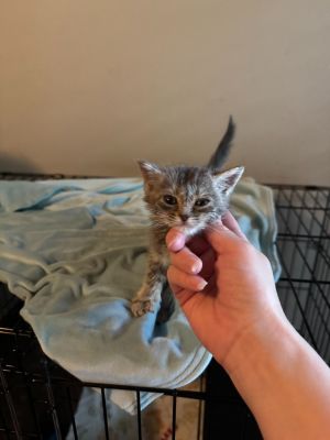 Dusty, Baby Male Domestic Short Hair