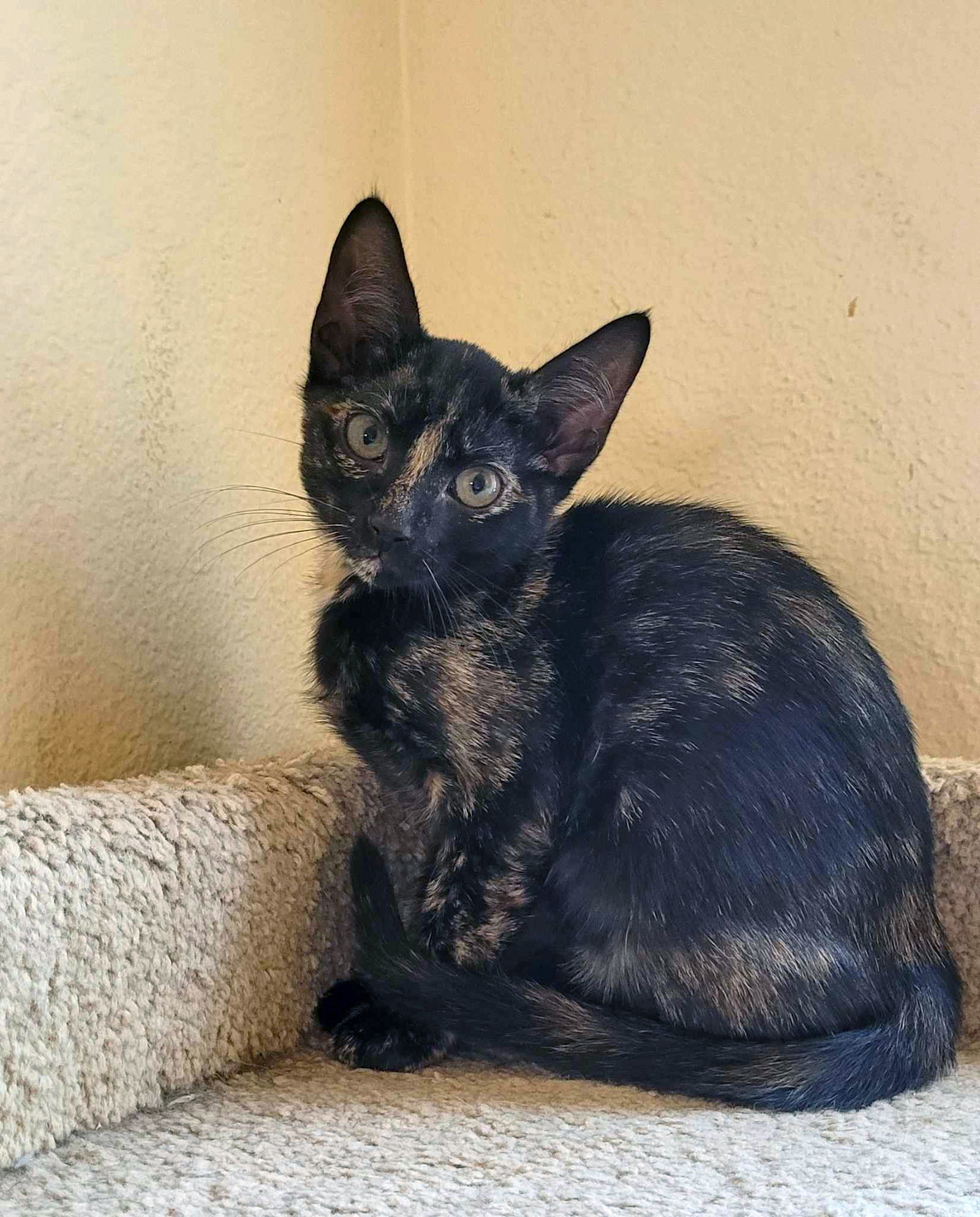 Kale