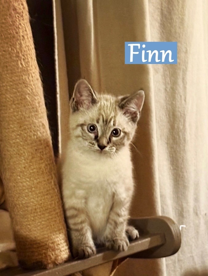 Finn