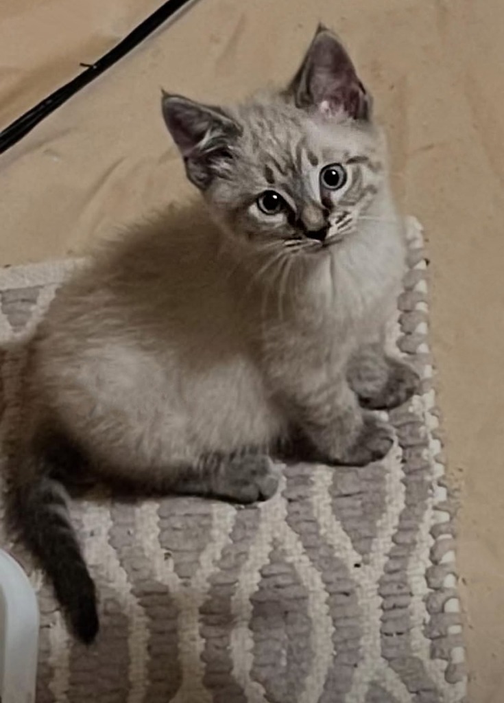 Finn