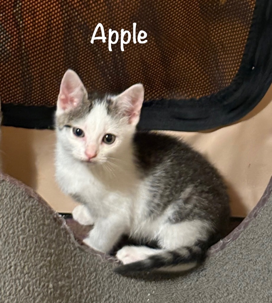 Apple