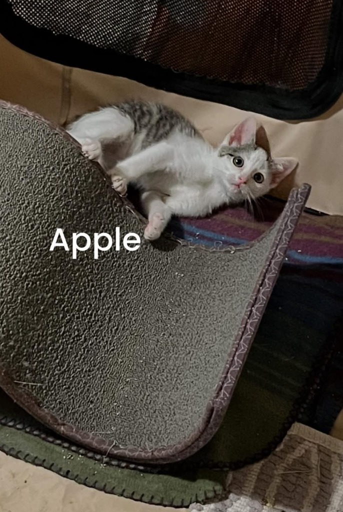 Apple