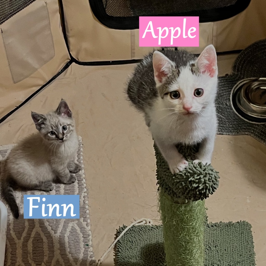 Apple