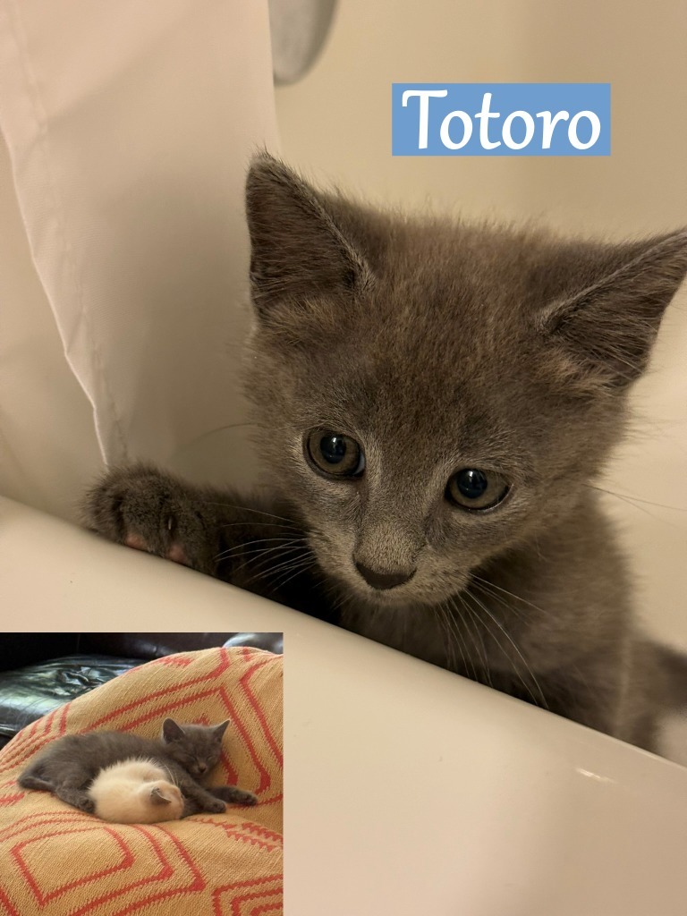 Totoro