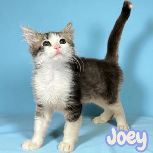 Joey